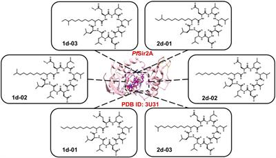 Molecular characterization and in silico evaluation of surfactins produced by endophytic bacteria from Phanera splendens